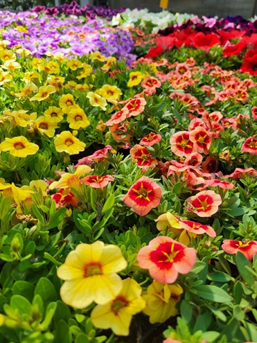 Sommer Blumen Hannover